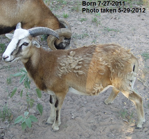 Rock Dove Ranch Texas Barbado sheep and Painted Desert sheep and Trophy Rams