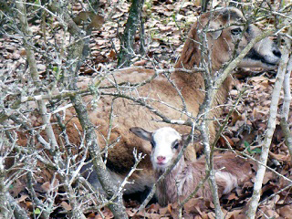Rock Dove Ranch Texas Barbado sheep and Painted Desert sheep and Trophy Rams