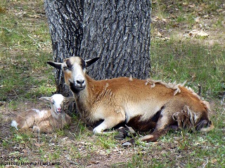 Rock Dove Ranch Texas Barbado sheep and Painted Desert sheep and Trophy Rams